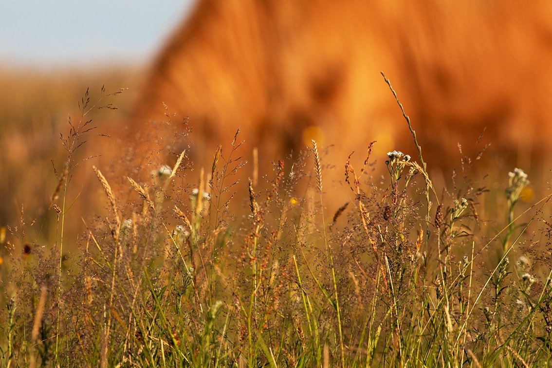 Broad Bay Highland Cattle Fold Imagery by Jade Starmore