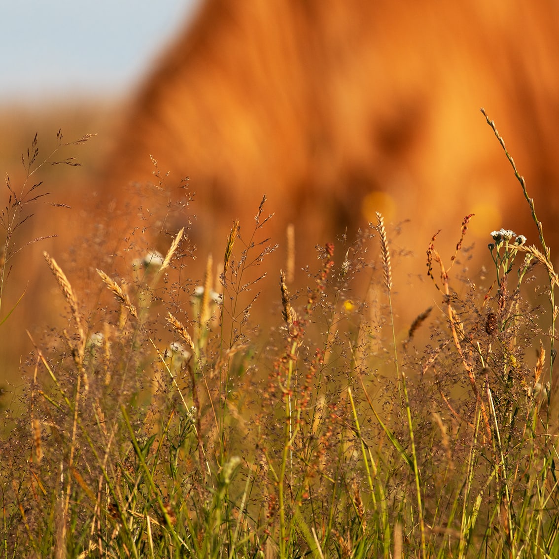 Broad Bay Highland Cattle Fold Imagery by Jade Starmore