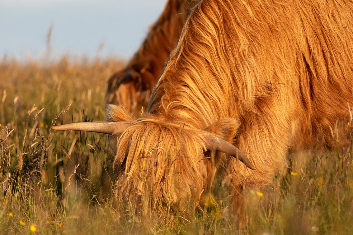 Broad Bay Highland Cattle Fold Imagery by Jade Starmore