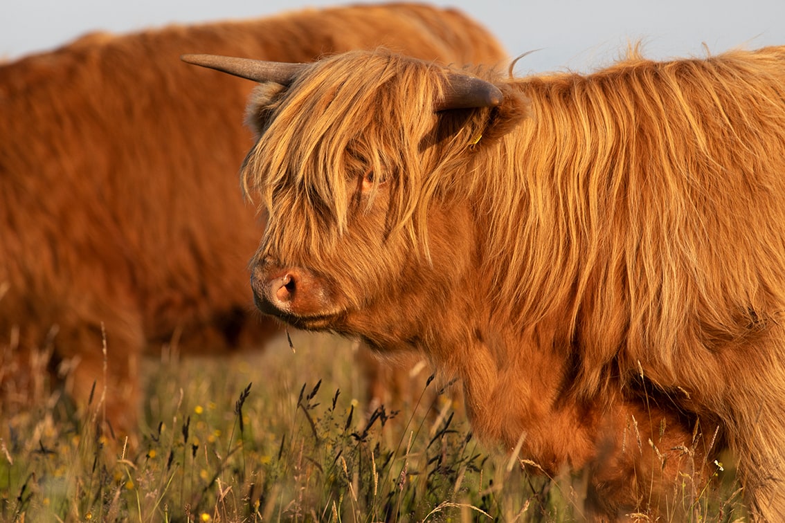 Broad Bay Highland Cattle Fold Imagery by Jade Starmore