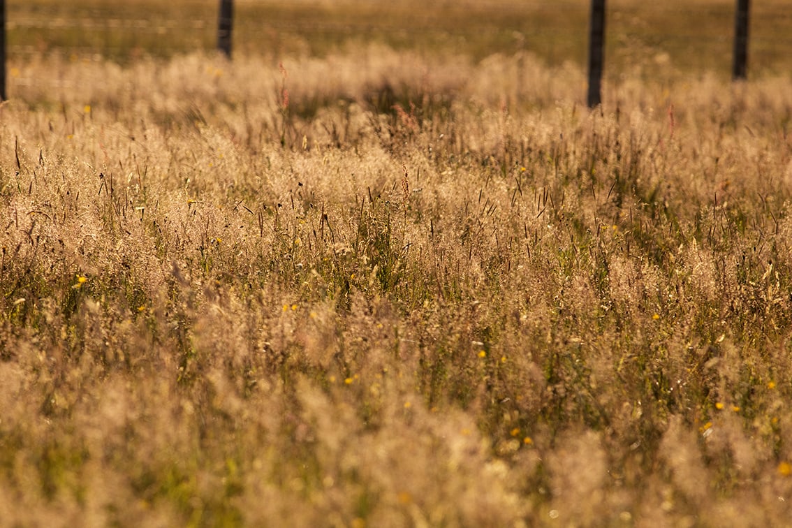 Broad Bay Highland Cattle Fold Imagery by Jade Starmore