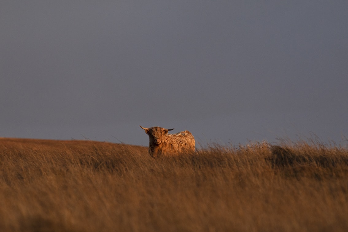 Broad Bay Highland Cattle Fold Imagery by Jade Starmore