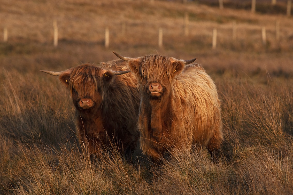 Broad Bay Highland Cattle Fold Imagery by Jade Starmore