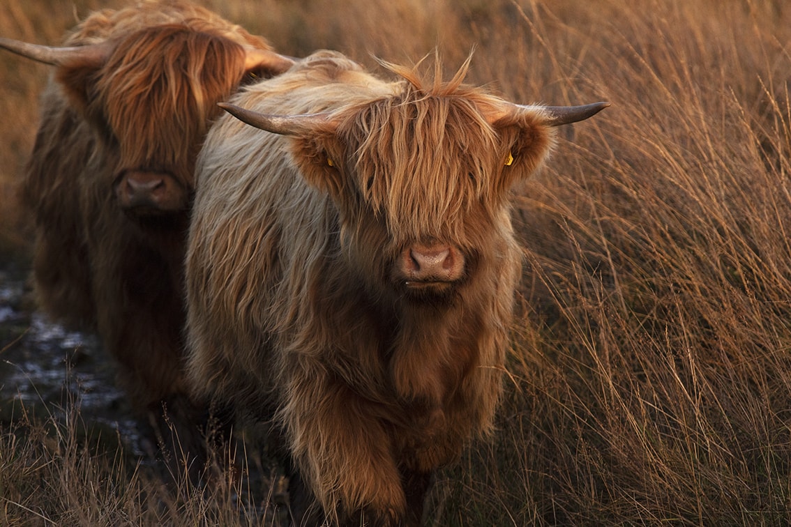 Broad Bay Highland Cattle Fold Imagery by Jade Starmore