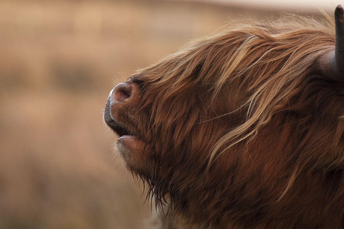 Broad Bay Highland Cattle Fold Imagery by Jade Starmore