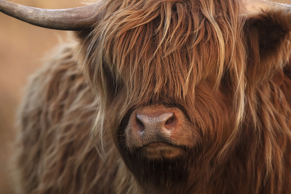 Broad Bay Highland Cattle Fold Imagery by Jade Starmore