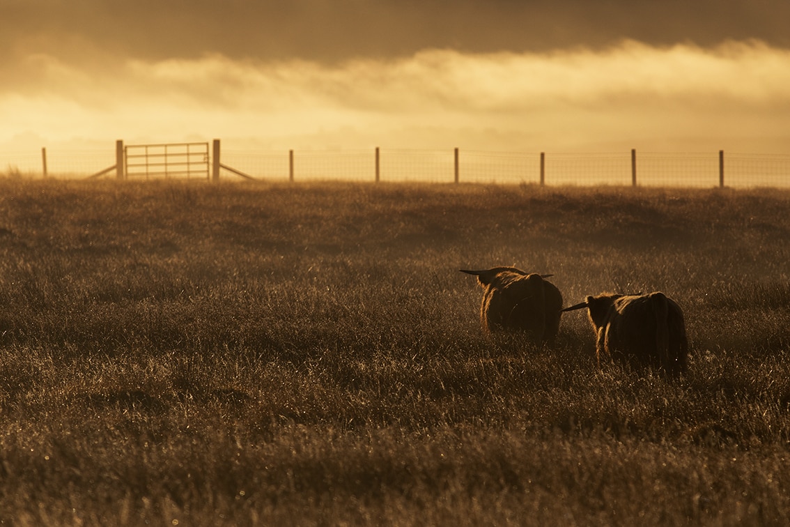 Broad Bay Highland Cattle Fold Imagery by Jade Starmore