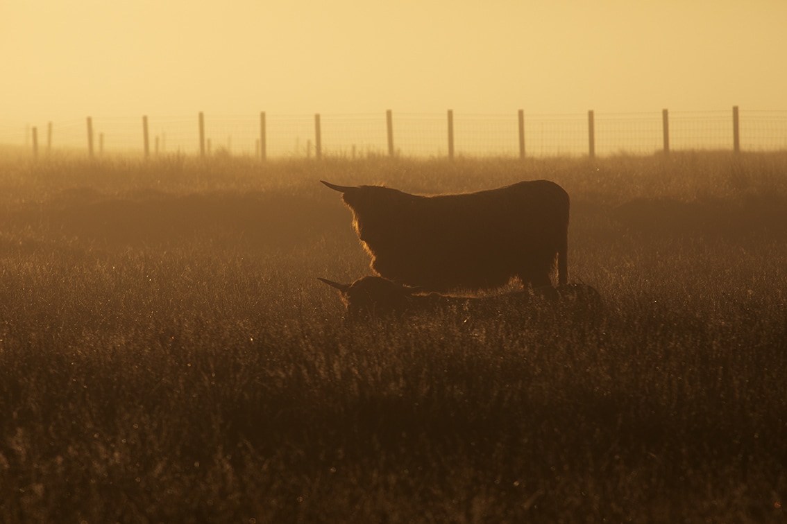 Broad Bay Highland Cattle Fold Imagery by Jade Starmore