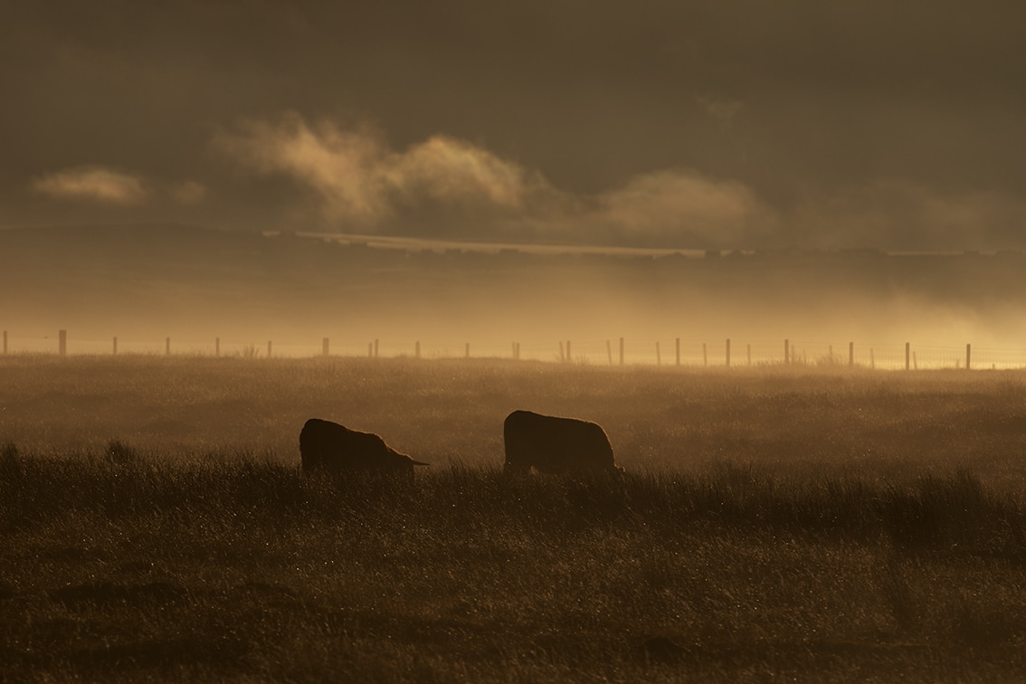 Broad Bay Highland Cattle Fold Imagery by Jade Starmore