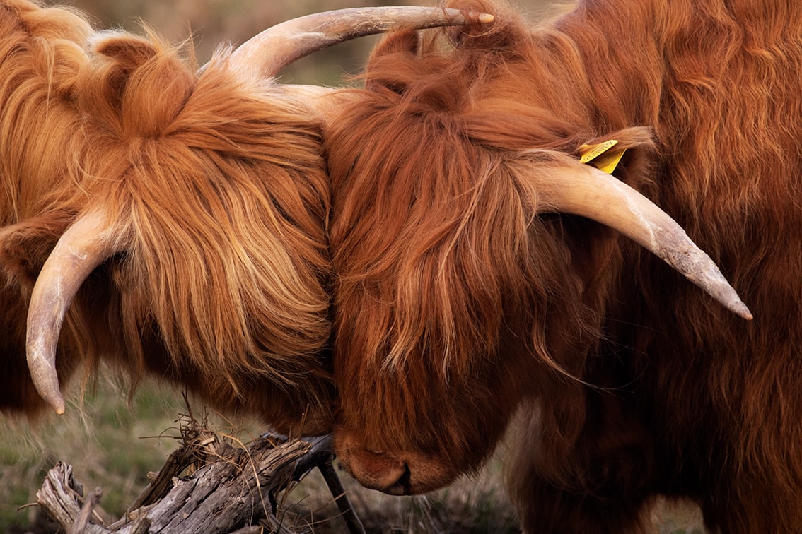 Broad Bay Highland Cattle Fold Imagery by Jade Starmore