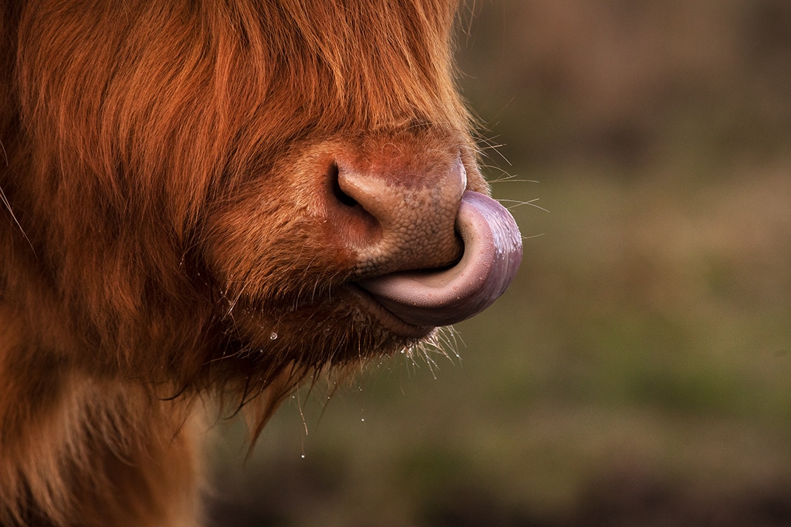 Broad Bay Highland Cattle Fold Imagery by Jade Starmore