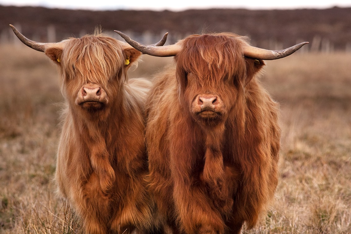 Broad Bay Highland Cattle Fold Imagery by Jade Starmore