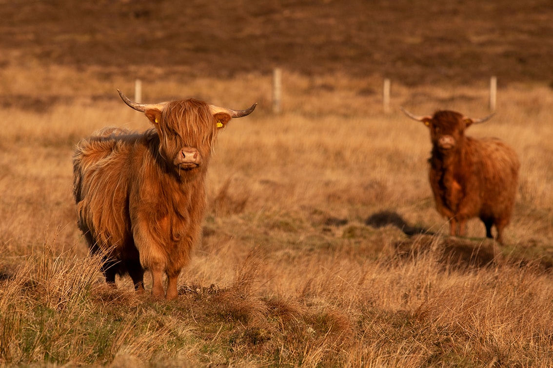 Broad Bay Highland Cattle Fold Imagery by Jade Starmore