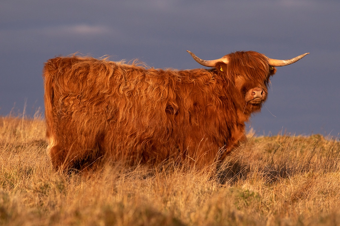 Broad Bay Highland Cattle Fold Imagery by Jade Starmore