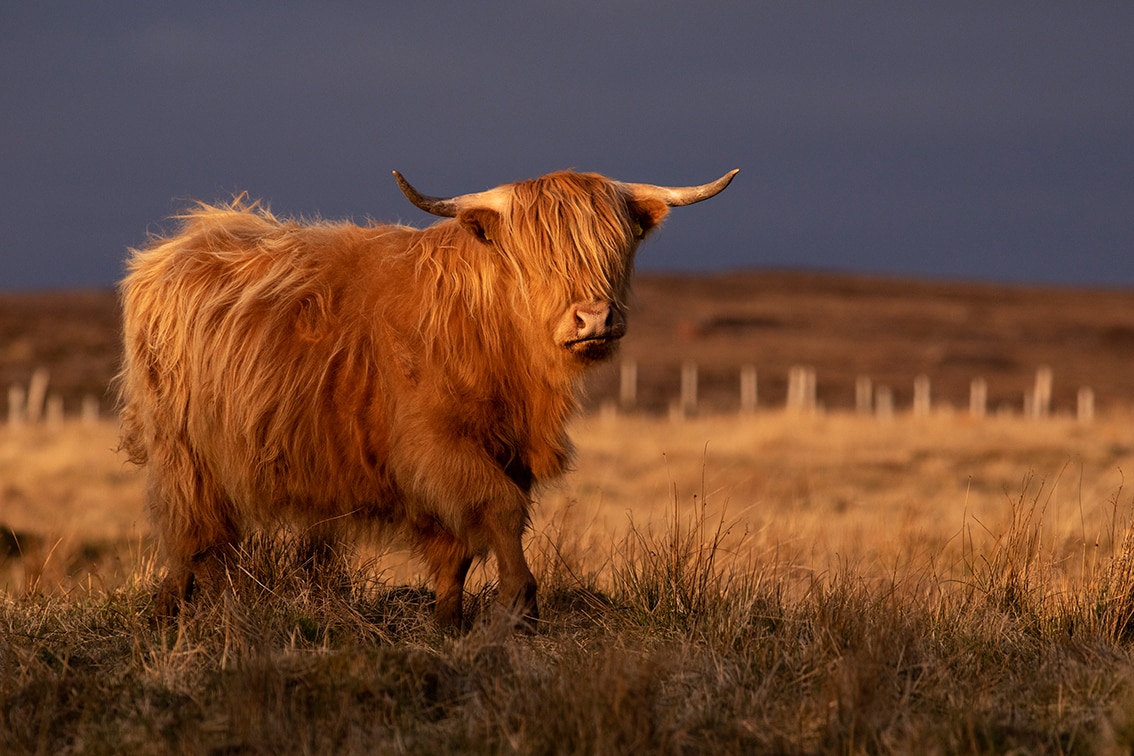 Broad Bay Highland Cattle Fold Imagery by Jade Starmore