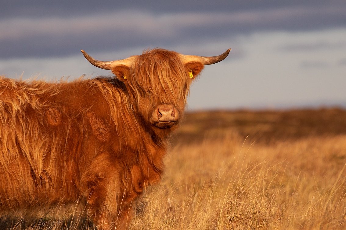 Broad Bay Highland Cattle Fold Imagery by Jade Starmore