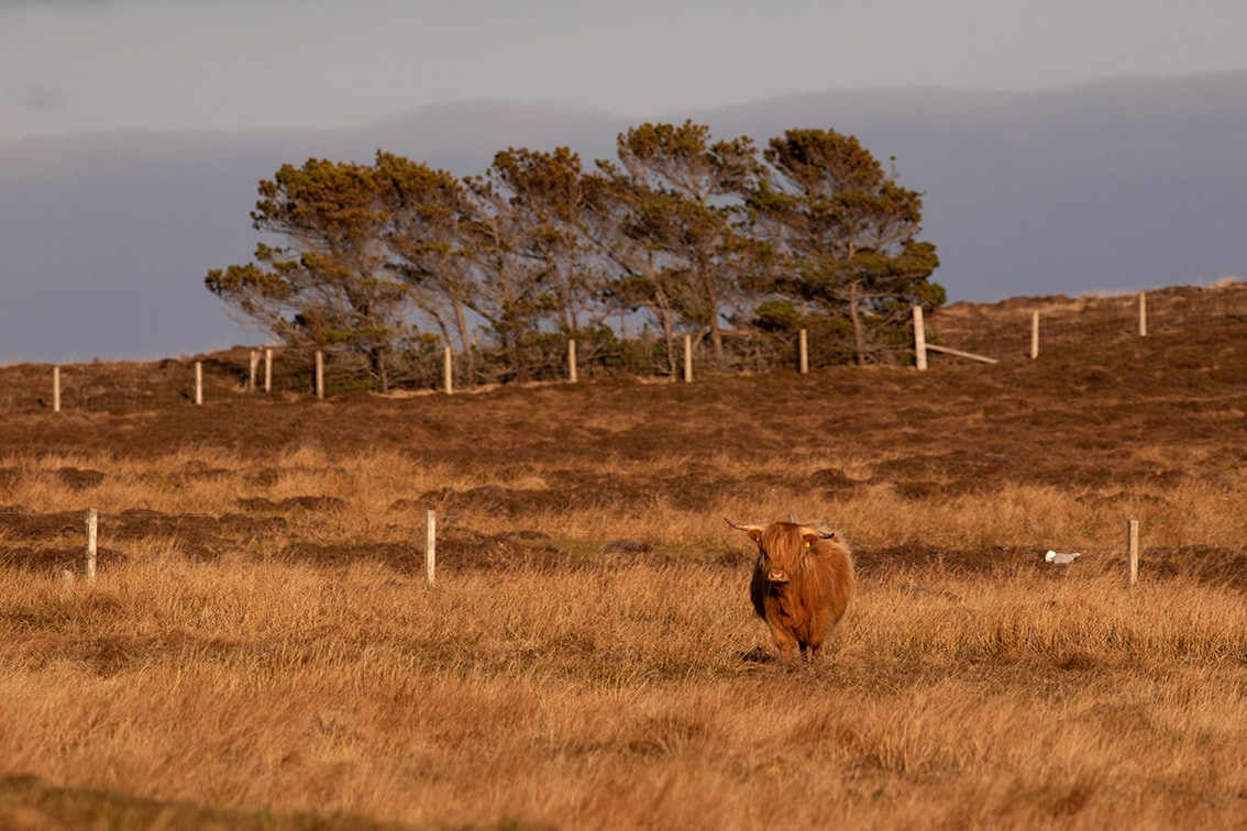 Broad Bay Highland Cattle Fold Imagery by Jade Starmore