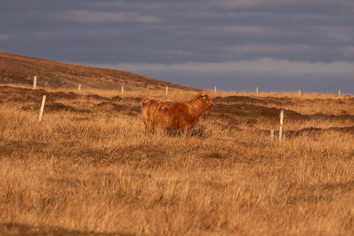 Broad Bay Highland Cattle Fold Imagery by Jade Starmore