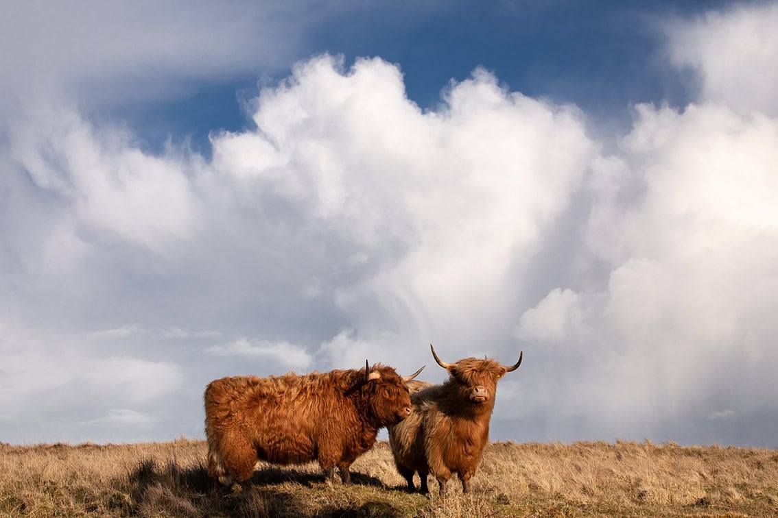 Broad Bay Highland Cattle Fold Imagery by Jade Starmore