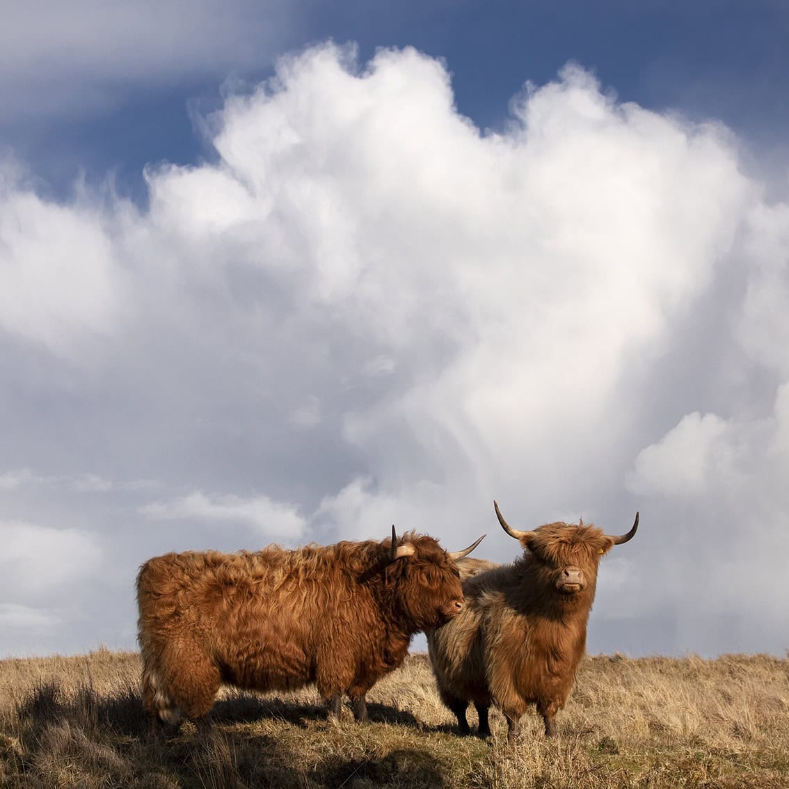 Broad Bay Highland Cattle Fold Imagery by Jade Starmore