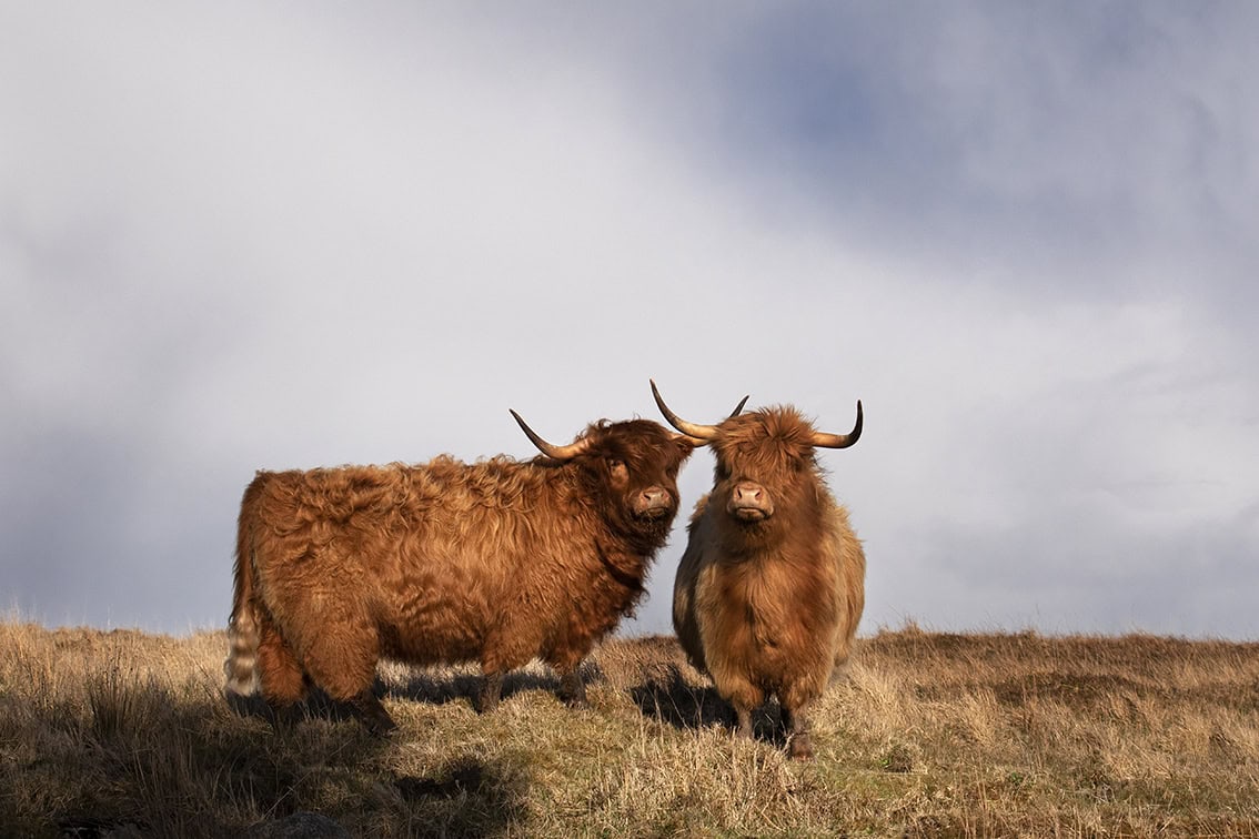 Broad Bay Highland Cattle Fold Imagery by Jade Starmore