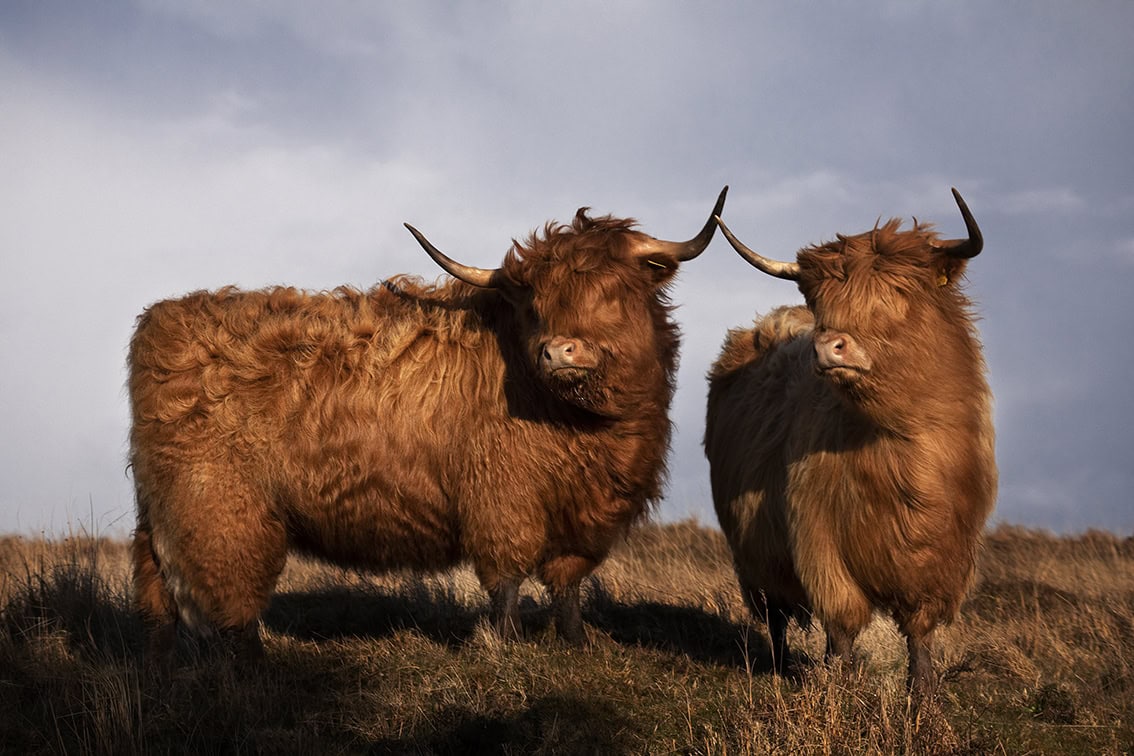 Broad Bay Highland Cattle Fold Imagery by Jade Starmore