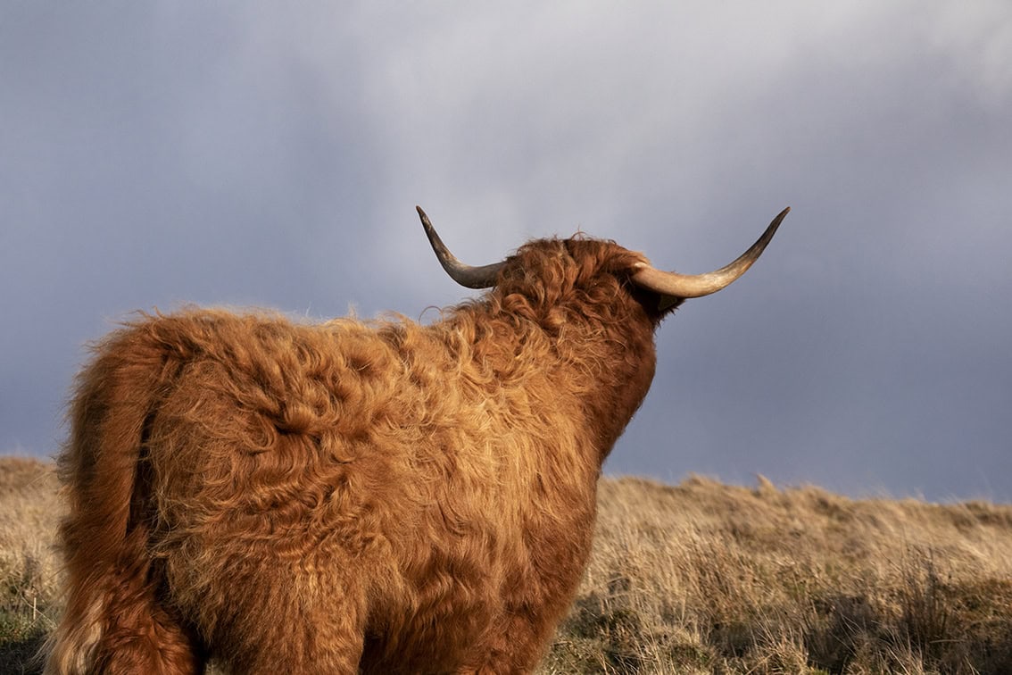 Broad Bay Highland Cattle Fold Imagery by Jade Starmore