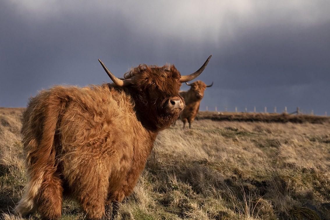 Broad Bay Highland Cattle Fold Imagery by Jade Starmore