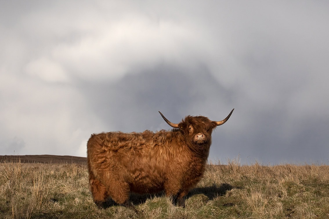 Broad Bay Highland Cattle Fold Imagery by Jade Starmore