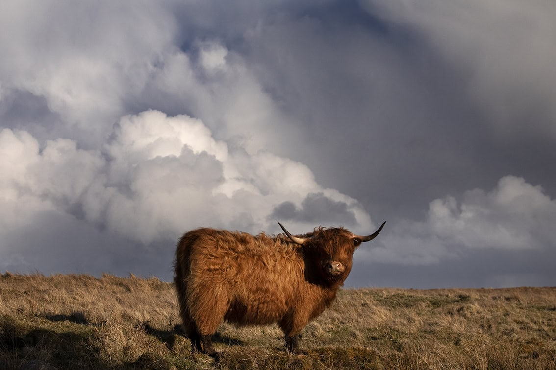 Broad Bay Highland Cattle Fold Imagery by Jade Starmore