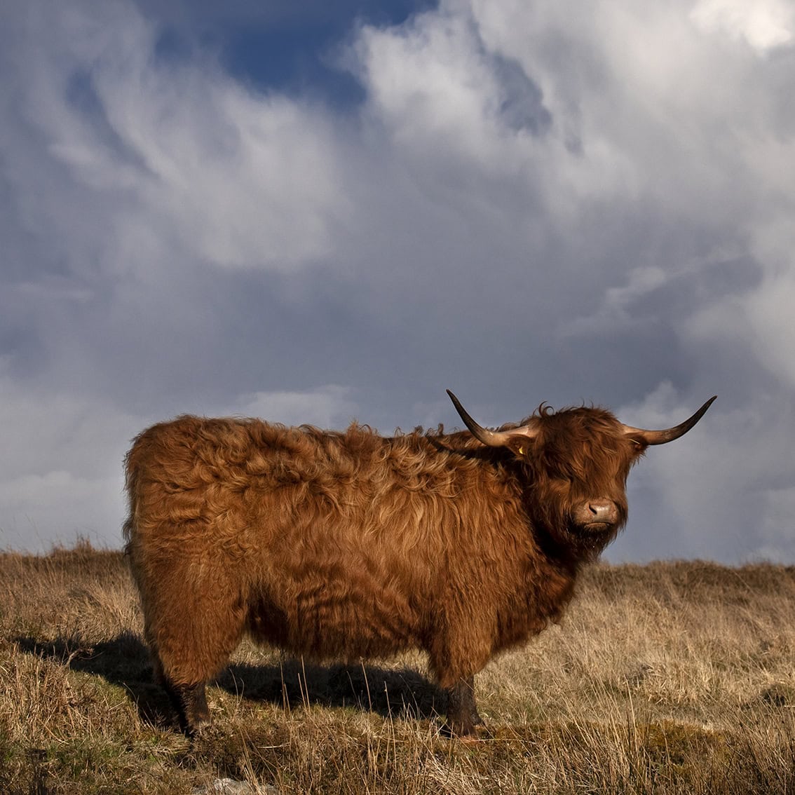 Broad Bay Highland Cattle Fold Imagery by Jade Starmore