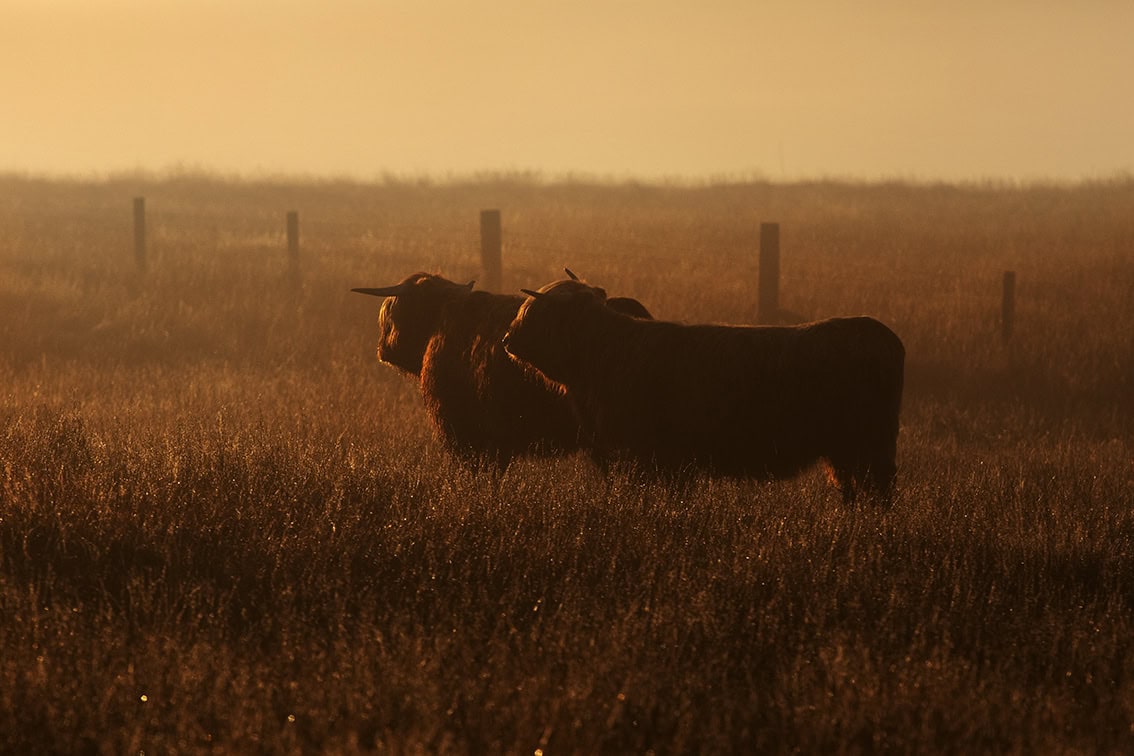 Broad Bay Highland Cattle Fold Imagery by Jade Starmore