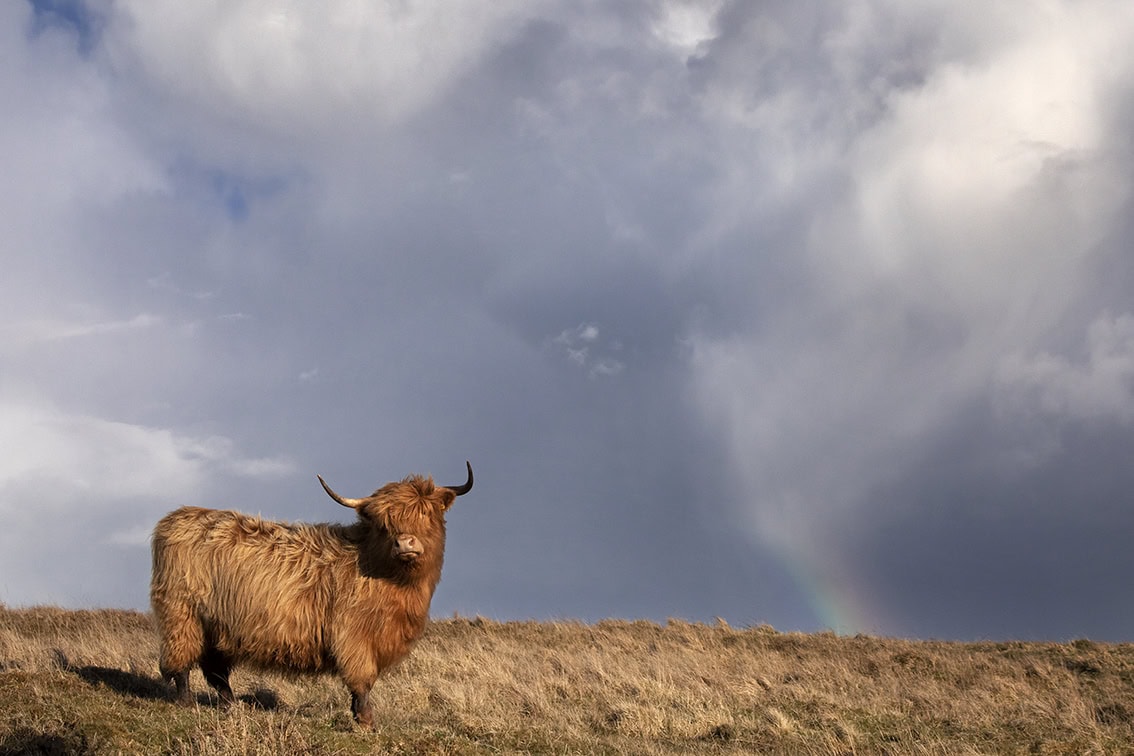 Broad Bay Highland Cattle Fold Imagery by Jade Starmore