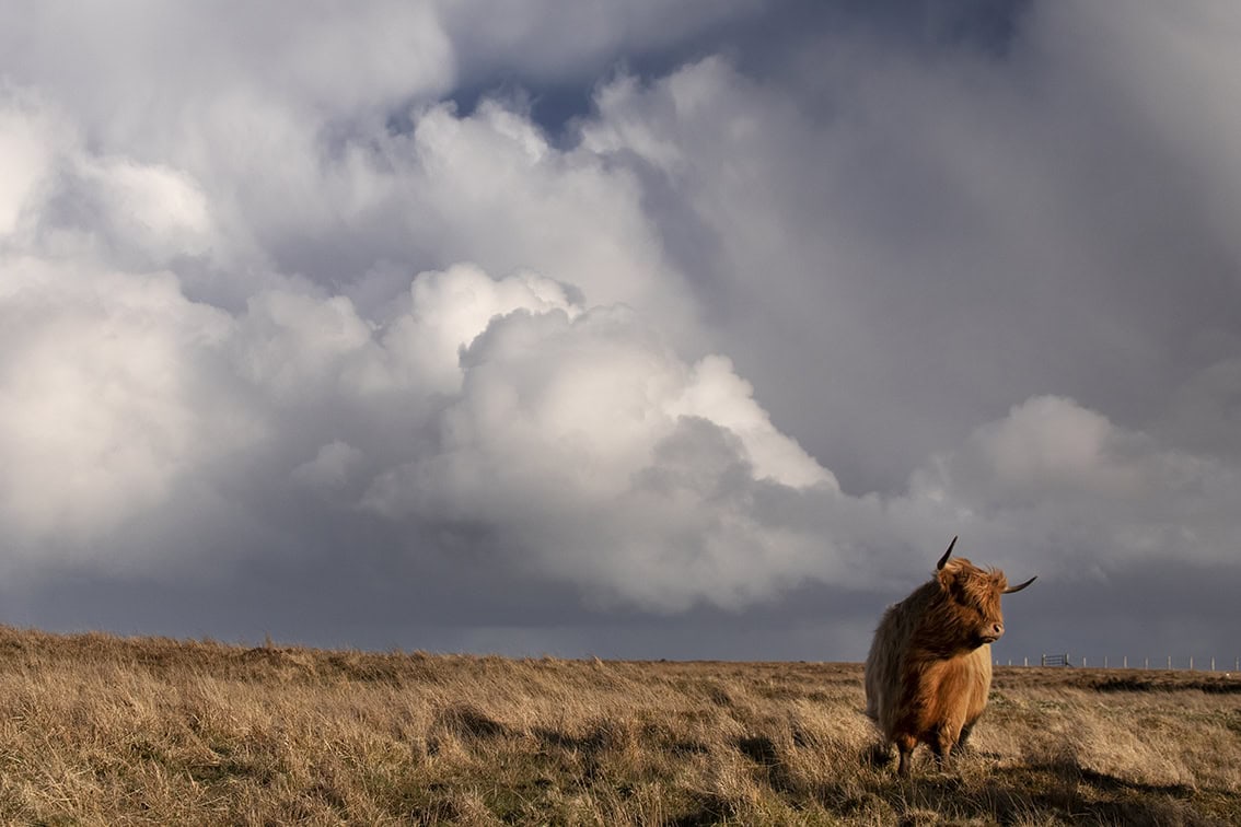 Broad Bay Highland Cattle Fold Imagery by Jade Starmore