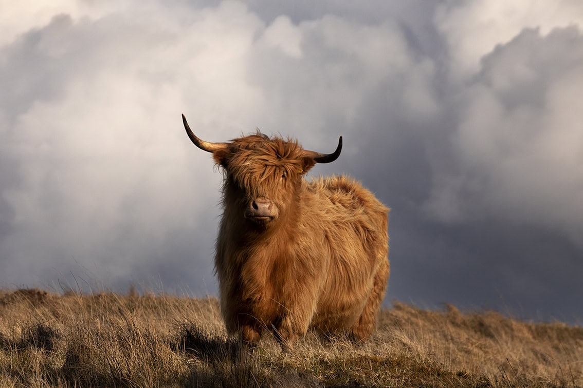 Broad Bay Highland Cattle Fold Imagery by Jade Starmore