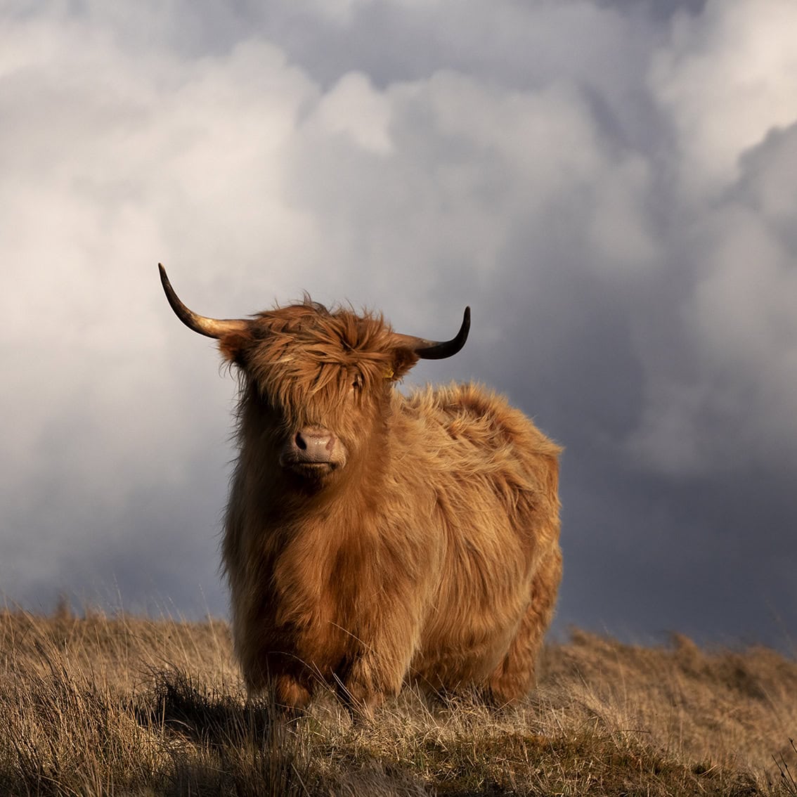 Broad Bay Highland Cattle Fold Imagery by Jade Starmore