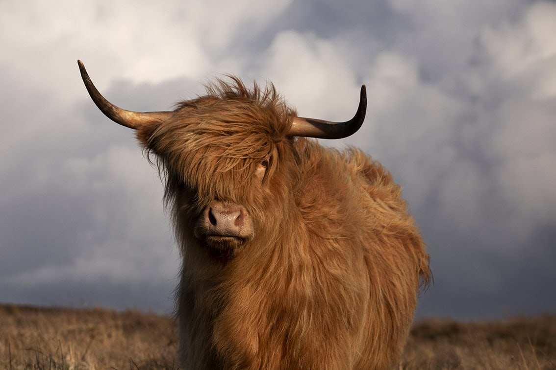 Broad Bay Highland Cattle Fold Imagery by Jade Starmore